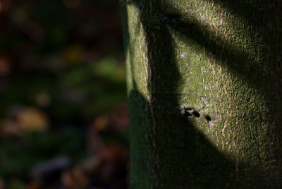 Castanea sativa 'Variegata' - kaštanovník jedlý - borka